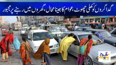 Donkeys are Free in Karachi News