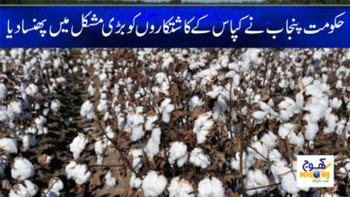 Punjab Govt News in Urdu