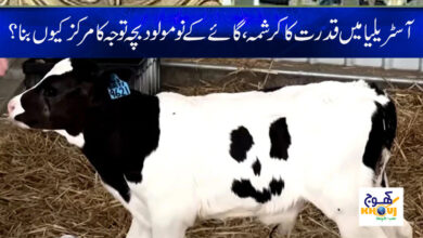 Australia Latest Weird News in Urdu