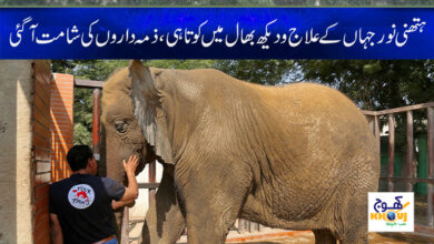 Hathni Noor Jahan News in Urdu