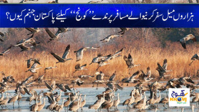 Konj Bird Banned in Pakistan News
