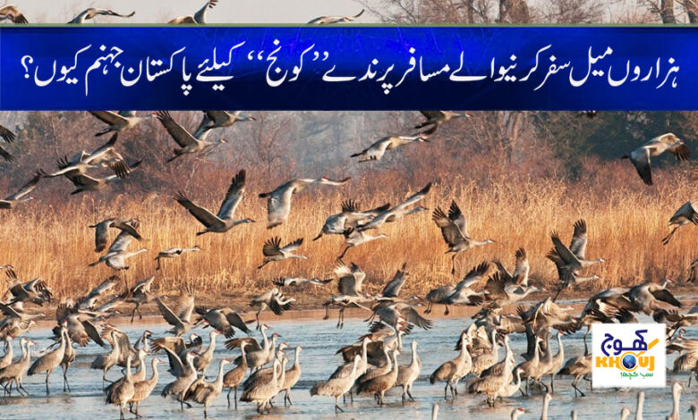 Konj Bird Banned in Pakistan News