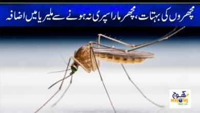 Malaria Case Increase News in Urdu