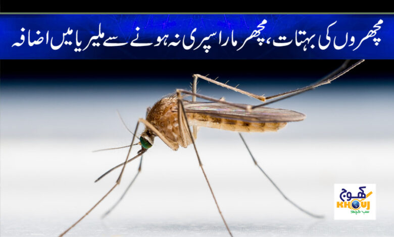 Malaria Case Increase News in Urdu