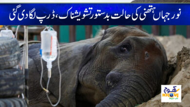 Karachi Zoo Sick Elephant News in Urdu