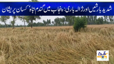Wheat Destroyed in Punjab News in Urdu