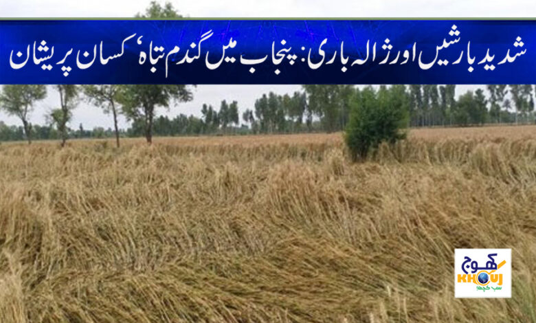 Wheat Destroyed in Punjab News in Urdu