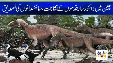 Dinosaur in China News in Urdu