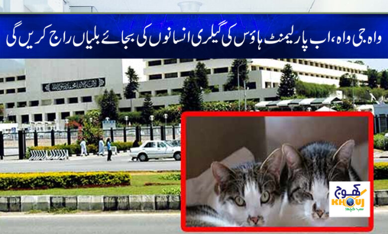 A cat gave birth in the parliament gallery news