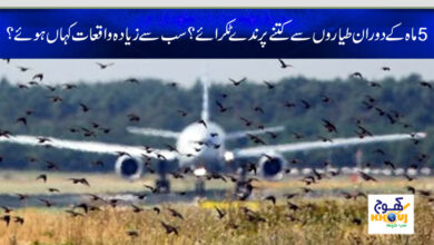 birds touch with airplan