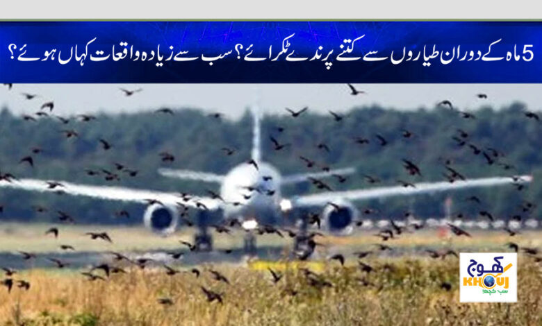 birds touch with airplan