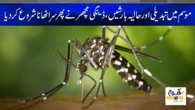 dengi machar news