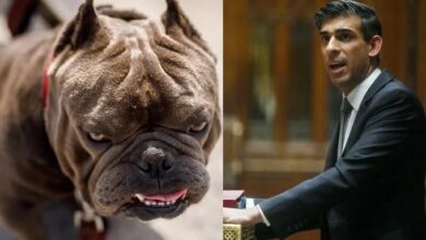 britain pm ban on american dogs