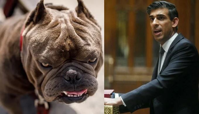 britain pm ban on american dogs