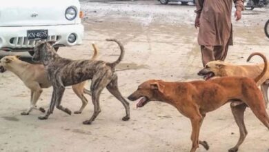 mental dog in sehwan