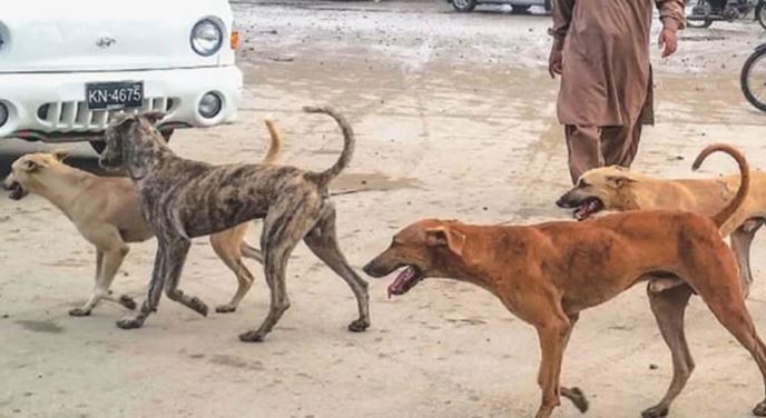 mental dog in sehwan