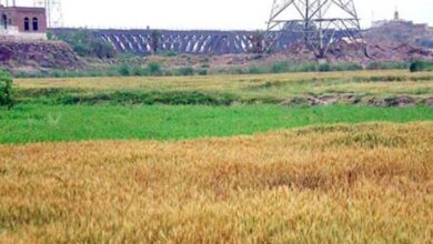 agriculture land in punjab pakistan