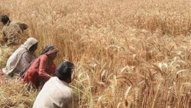 punjab govt and wheat