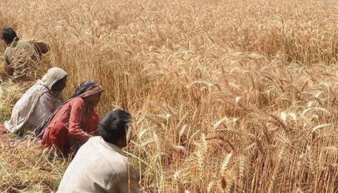 punjab govt and wheat