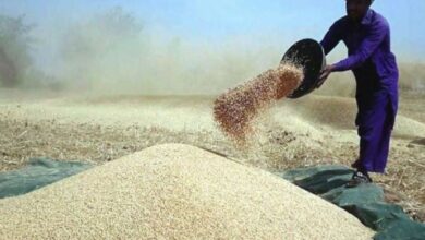 wheat in sindh balochistan and pascco