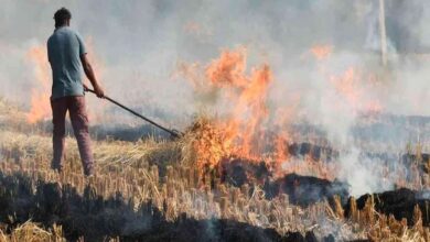 Burning wheat crop residue