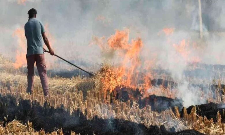 Burning wheat crop residue
