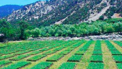 billion tree tsunami