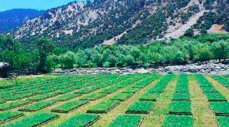 billion tree tsunami