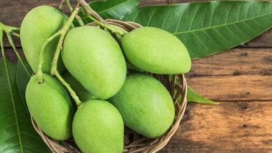 mango benifit