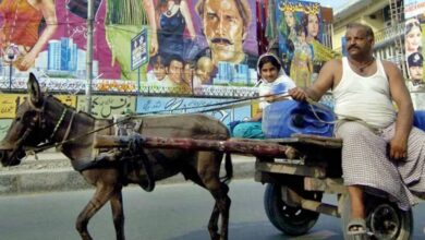 Cut off the donkey's ears