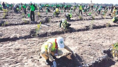 sonami billion tree program