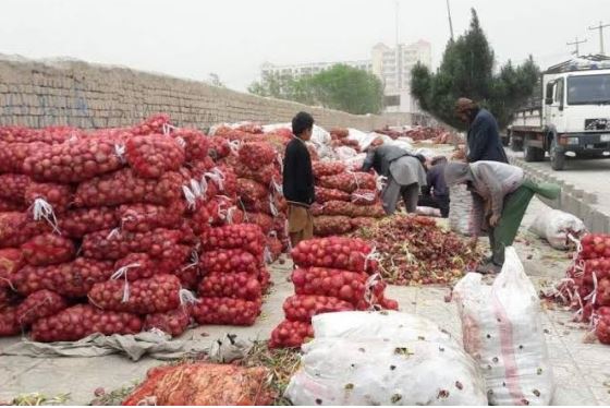 afghan truck of onion