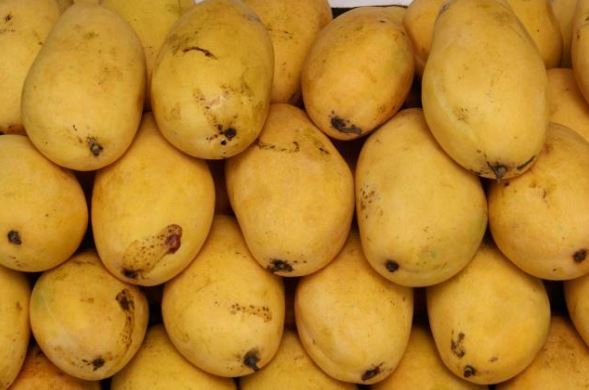 mangoes