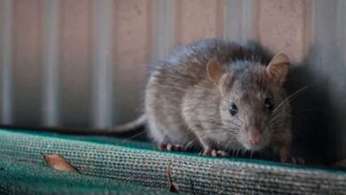 rat bite in girls student