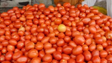tomato