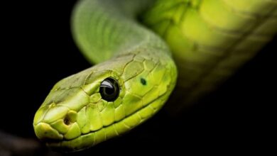azgar snake