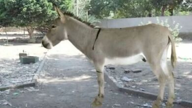 cutt the leg of donkey