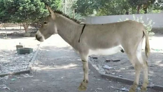 cutt the leg of donkey