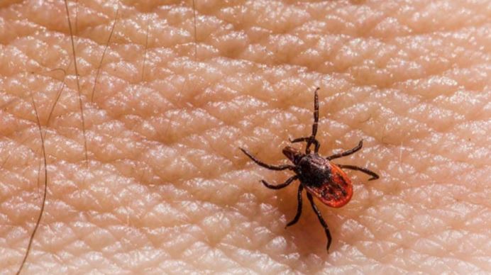 kangu virus in pakistan