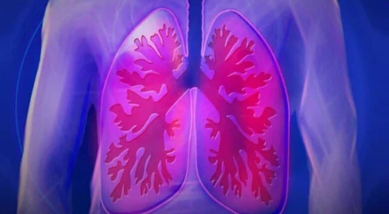 lungs respiratory system