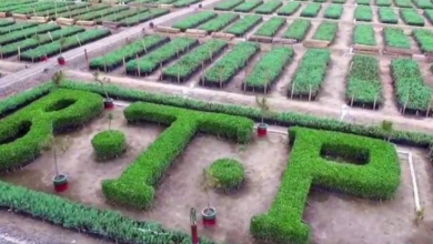 billion tree