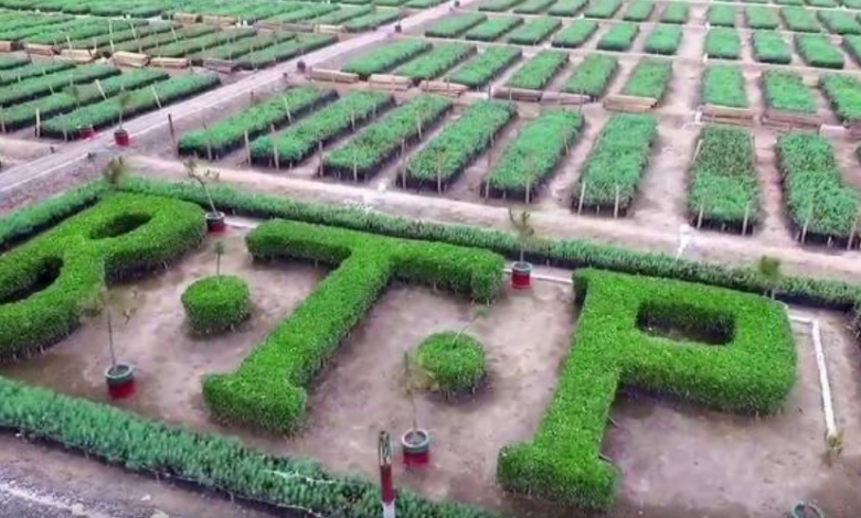 billion tree
