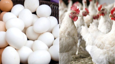 chiken and eggs prices