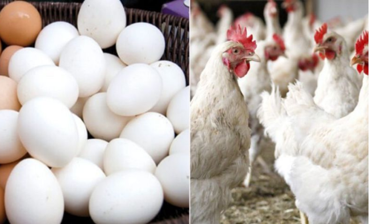 chiken and eggs prices