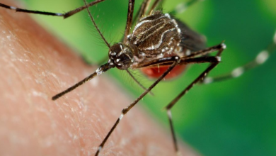 dengue virus