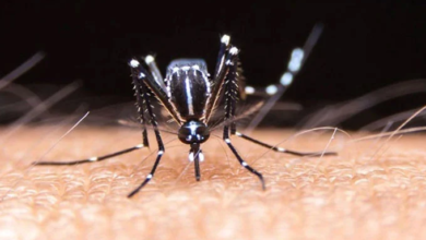 dengue virus
