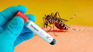dengue virus