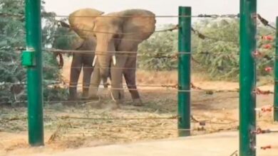 elephant sonia postmartam report