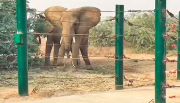 elephant sonia postmartam report