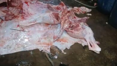 punjab food authority